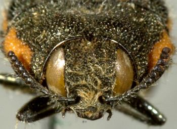 Media type: image;   Entomology 33811 Aspect: head frontal view